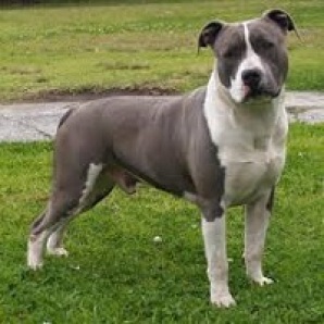American Staffordshire Terrier 1