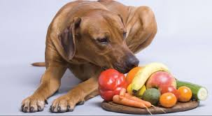 Alimentos de humanos beneficiosos para perros